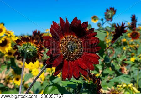 Brown Sunflo Ripe Sunflower In Brown Color