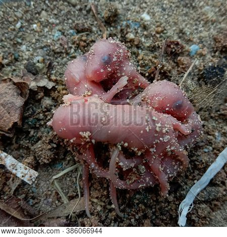 Very Small Pink Color Pups Of Rat. Momma Rat Can Increase Population Of Rat By 15000 A Year