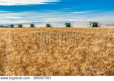 Wymark, Sk- Sept 8, 2020:  Multiple Combines Harvesting Wheat In A Field At Sunset In Wymark, Saskat