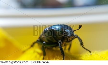 Green June Beetle. Selective Focusing On The Beetle's Head. Insects Close-up.