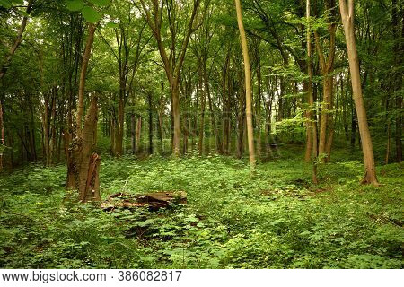 Tree Stump At The Edge Of The Tranquil Green Forest. Beech Tree. Briukhovychi Forest, Lviv, Ukrainia