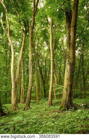 Majestic Beeches In The Green Forest. Magic Relaxing Tranquility In The Green Forest. Image Made On 