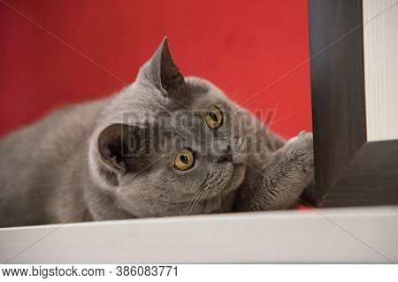 Grey Highbred British Cat With Yellow Eye Is Chasing, Red Background