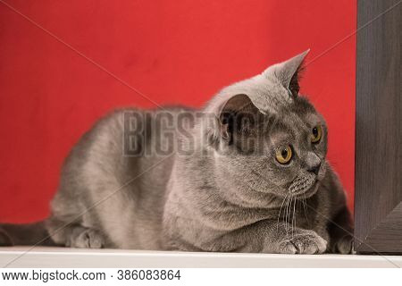 Grey British Cat With Yellow Eye Is Watching Carefully Around The Corner, Red Background