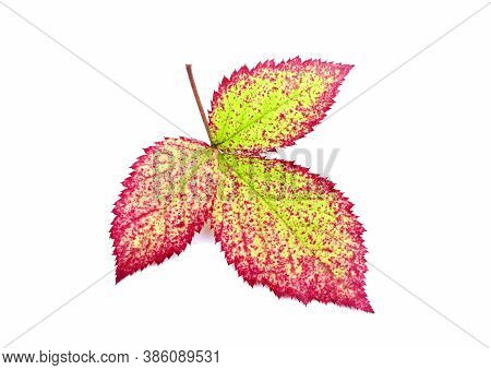 Leaves Of Blackberry Isolated On A White Background. Autumn Leaf Of Blackberry. Red Leaves