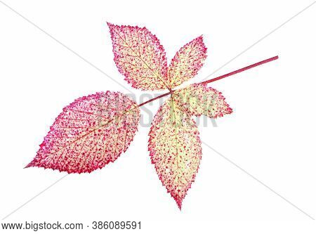 Leaves Of Blackberry Isolated On A White Background. Autumn Leaf Of Blackberry. Red Leaves