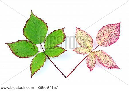 Leaves Of Blackberry Isolated On A White Background. Autumn Leaf Of Blackberry. Red And Green Leaves