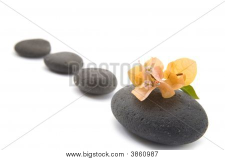禅宗的石头与 Bouganvilla 鲜花隔离。