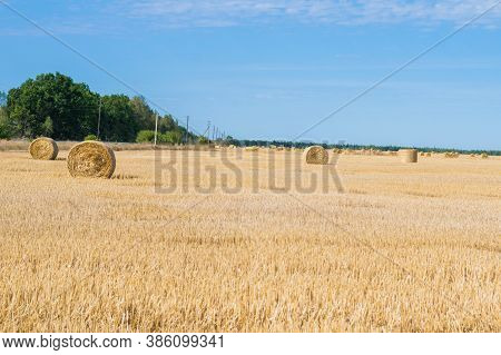 Haystack Rolls On Agriculture Field Landscape In Autumn. Haystack Harvesting Field. Agriculture Hays