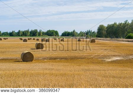 Haystack Rolls On Agriculture Field Landscape In Autumn. Haystack Harvesting Field. Agriculture Hays