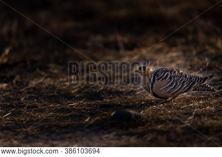 Painted Sandgrouse Or Pterocles Indicus Closeup In Black Background At Safari In Ranthambore Nationa