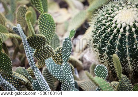 Different Types Of Opuntioideae Cactus, Of Round Shapes, With Selective Blurs In A Garden. Opuntioid