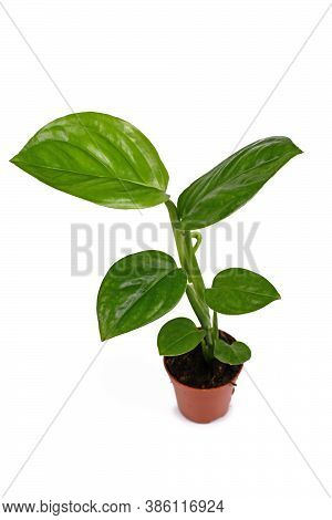 Tropical Houseplant With Correct Botanic Name 'monstera Adansonii Laniata' .
