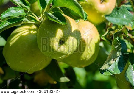 Large Sweet Braeburn Apples Ripening On Tree In Fruit Orchard
