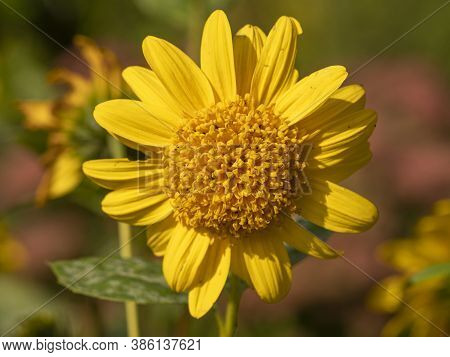 Closeup Of A Bright Yellow Sunflower, Helianthus Capenoch Supreme, Catching Sunlight In A Garden