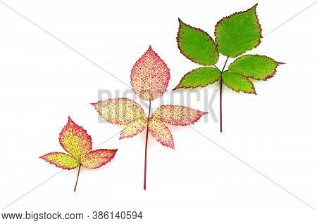 Leaves Of Blackberry Isolated On A White Background. Autumn Leaf Of Blackberry. Red Leaves