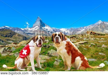 Side View Of Two St. Bernard Rescue Dogs Standing In Zermatt, Canton Of Valais, Switzerland, With Mo