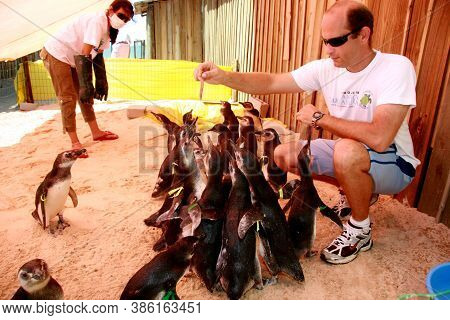 Porto Seguro, Bahia / Brazil - August 4, 2008: Magalhaes Penguins Are Seen At A Treatment Center For