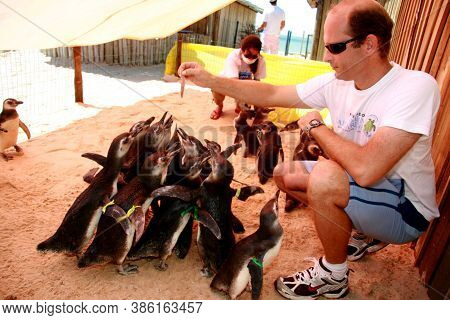 Porto Seguro, Bahia / Brazil - August 4, 2008: Magalhaes Penguins Are Seen At A Treatment Center For