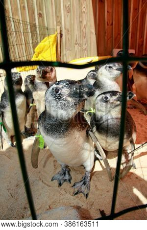 Porto Seguro, Bahia / Brazil - August 4, 2008: Magalhaes Penguins Are Seen At A Treatment Center For