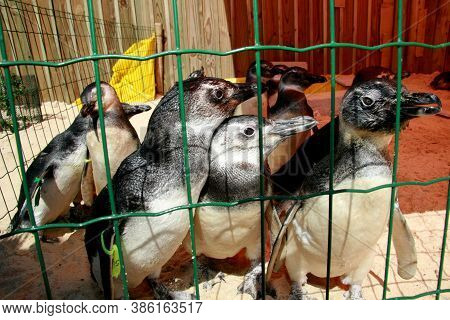 Porto Seguro, Bahia / Brazil - August 4, 2008: Magalhaes Penguins Are Seen At A Treatment Center For