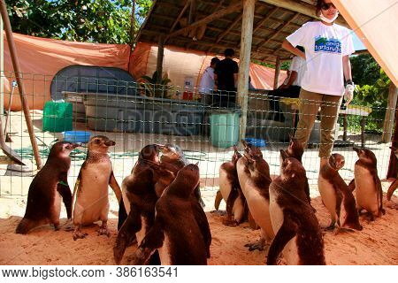 Porto Seguro, Bahia / Brazil - August 4, 2008: Magalhaes Penguins Are Seen At A Treatment Center For