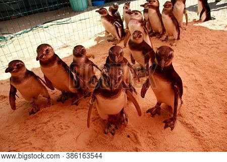 Porto Seguro, Bahia / Brazil - August 4, 2008: Magalhaes Penguins Are Seen At A Treatment Center For