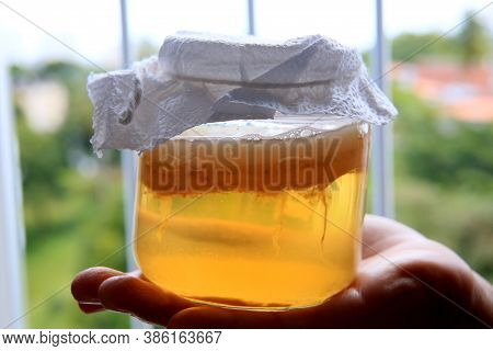 Salvador, Bahia / Brazil - September 20, 2020: Pot Of Scoby Kombucha Fermentation In Phase 1, Is See