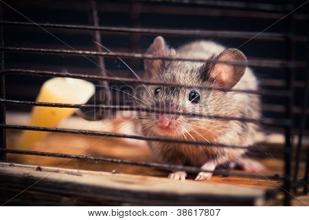 ratones atrapados en la trampa de la jaula (liberada luego)