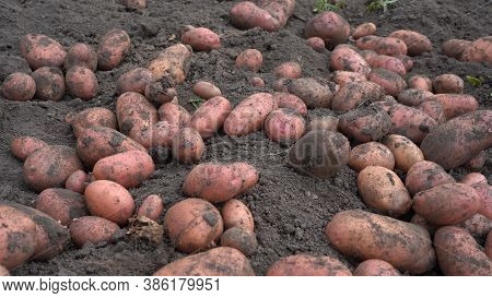 Potato Tubers On The Ground. Fresh Potatoes Dug Out Of The Ground On A Farm.