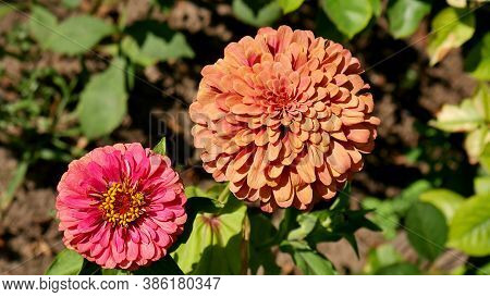 Beautiful Flowers Of Zinnia Elegans - Orange Sort..  Glorienschein And Pink Sort Purple Prince Again