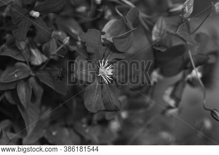 Black And White Art Photo Monochrome. Clematis Flower In A Home Garden.