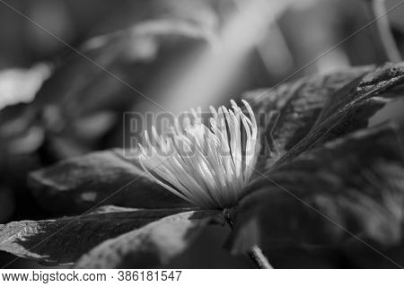 Black And White Art Photo Monochrome. Clematis Flower In A Home Garden.