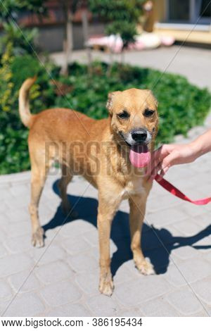 Adorable Happy Brown Dog Portrait In Sunny Street, Homeless Doggy On A Walk