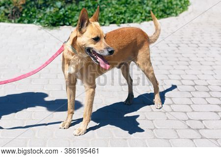 Adorable Happy Brown Dog Portrait In Sunny Street, Homeless Doggy On A Walk