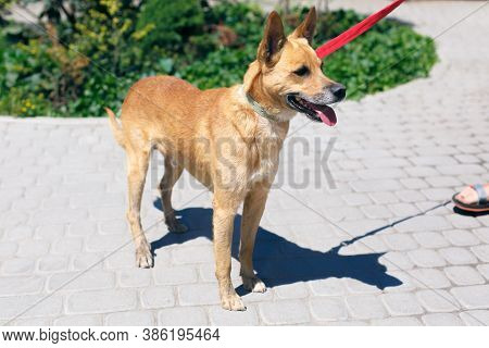 Adorable Happy Brown Dog Portrait In Sunny Street, Homeless Doggy On A Walk