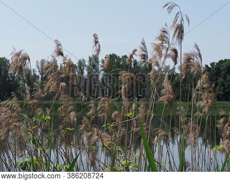 Cane And Landscapes Of Breeding Pond In European Goczalkowice Town At Silesian District In Poland. C