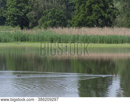 Rushes And Artificial Breeding Pond In European Goczalkowice Town At Silesian District In Poland In 