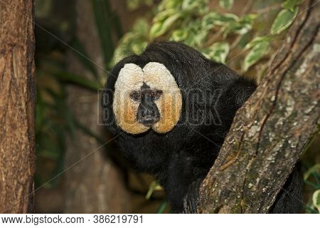 White Headed Male Saki Pithecia Pithecia On A Branch