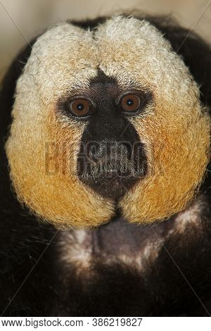 Head Close-up Of White Headed Male Saki Pithecia Pithecia