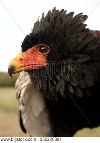 Bateleur Eagle Terathopius Ecaudatus Portrait On Blue Sky