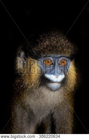 Head Close-up Of Moustached Monkey Or Mustached Monkey Cercopithecus Cephus Against Black Background