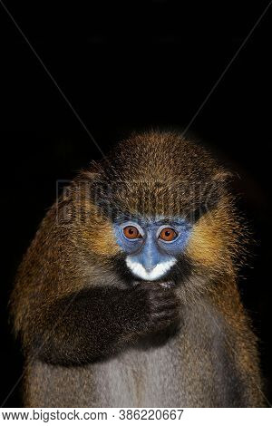 Moustached Monkey Or Mustached Monkey Cercopithecus Cephus Eating Against Black Background