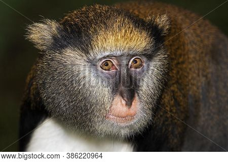 Head Close-up Of Campbell's Monkey Cercopithecus Campbelli