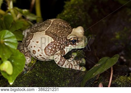 Amazon Milk Frog, Phrynohyas Resinifictrix, Adult Standing On Moss