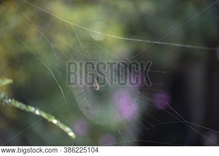 Spider In A Web Ready To Catch Insects With Detail Of Cobweb In Morning Light
