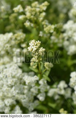 European Bedstraw White Flowers - Latin Name - Galium Rubioides