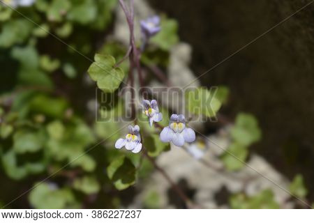 Kenilworth Ivy Small Flowers - Latin Name - Cymbalaria Muralis