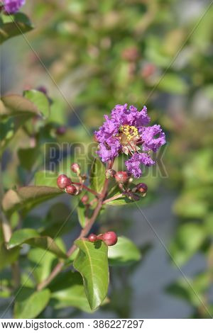 Pink Crepe Myrtle - Latin Name - Lagerstroemia Indica