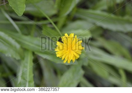 Bulbous Dandelion - Latin Name - Leontodon Tuberosus